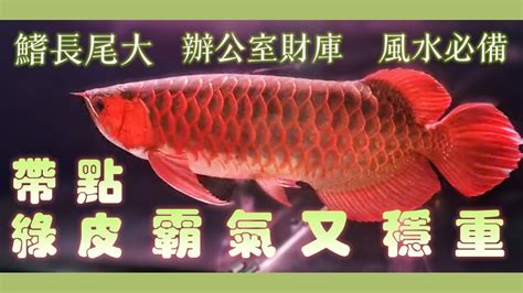 養紅龍風水|飼養龍魚：風水擺設有講究！ – 寵物百科